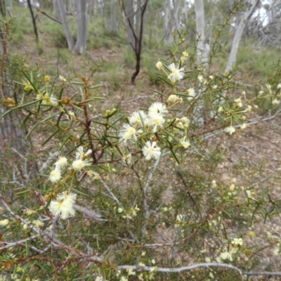 Acacia genistifolia (Early Wattle) at Holt, ACT - 5 Sep 2020 by MatthewFrawley