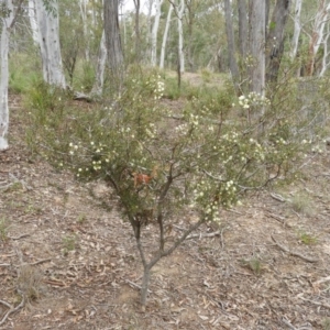Acacia genistifolia at Holt, ACT - 5 Sep 2020