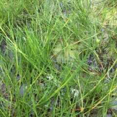 Juncus (genus) (A Rush) at Holt, ACT - 5 Nov 2018 by JaneR