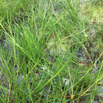 Juncus (genus) (A Rush) at Holt, ACT - 5 Nov 2018 by JaneR