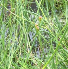 Juncus sp. at Holt, ACT - 5 Nov 2018