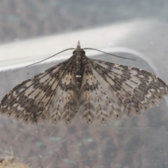 Alucita phricodes (A Many-plumed Moth) at Higgins, ACT - 8 Sep 2020 by AlisonMilton