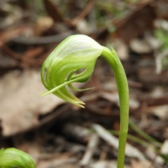 Pterostylis nutans (Nodding Greenhood) at Holt, ACT - 5 Sep 2020 by MatthewFrawley