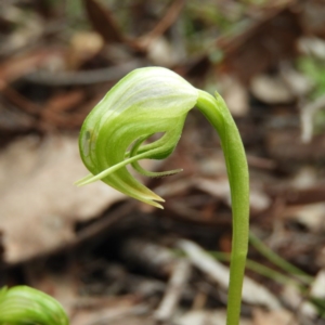 Pterostylis nutans at Holt, ACT - 5 Sep 2020