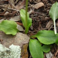 Pterostylis nutans at Holt, ACT - 5 Sep 2020