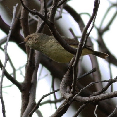 Acanthiza reguloides (Buff-rumped Thornbill) at West Wodonga, VIC - 8 Sep 2020 by KylieWaldon