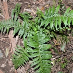 Polystichum australiense (Harsh Shield Fern) at Barrengarry Nature Reserve - 7 Sep 2020 by plants
