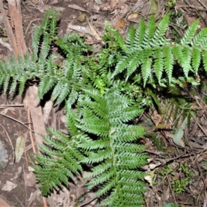 Polystichum australiense at Barrengarry, NSW - 7 Sep 2020 09:46 PM