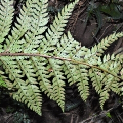 Polystichum australiense at Barrengarry, NSW - 7 Sep 2020 09:46 PM