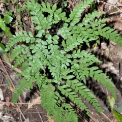 Adiantum formosum (Black Stem, Black-stem Maidenhair) at Barrengarry Nature Reserve - 7 Sep 2020 by plants