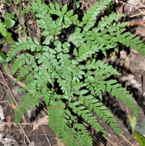 Adiantum formosum at Barrengarry, NSW - 7 Sep 2020 09:47 PM