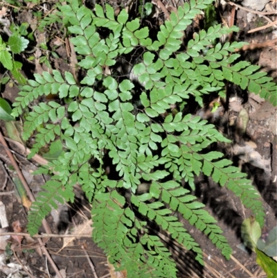 Adiantum formosum (Black Stem, Black-stem Maidenhair) at Barrengarry, NSW - 7 Sep 2020 by plants