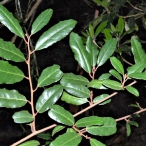 Asterolasia correifolia at Barrengarry, NSW - 7 Sep 2020