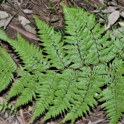 Calochlaena dubia (Rainbow Fern) at Barrengarry, NSW - 7 Sep 2020 by plants