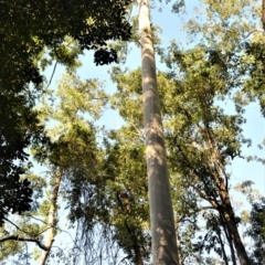 Eucalyptus saligna (Sydney Blue Gum) at Barrengarry, NSW - 7 Sep 2020 by plants