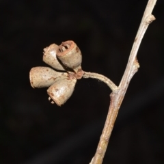 Eucalyptus saligna at Barrengarry, NSW - 7 Sep 2020 09:52 PM