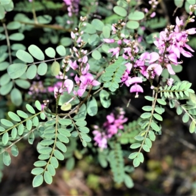 Indigofera australis subsp. australis (Australian Indigo) at Barrengarry Nature Reserve - 7 Sep 2020 by plants