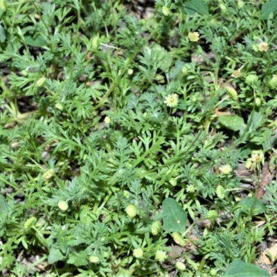 Cotula australis (Common Cotula, Carrot Weed) at Barrengarry, NSW - 7 Sep 2020 by plants