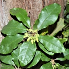 Pittosporum revolutum (Large-fruited Pittosporum) at Barrengarry, NSW - 7 Sep 2020 by plants