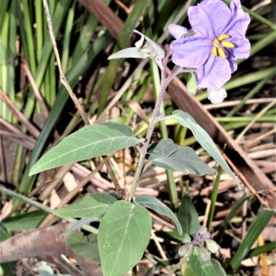 Solanum celatum at Barrengarry Nature Reserve - 7 Sep 2020 by plants