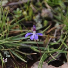 Cyanicula caerulea (Blue Fingers, Blue Fairies) at Majura, ACT - 7 Sep 2020 by petersan