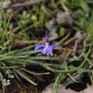 Cyanicula caerulea at Majura, ACT - suppressed