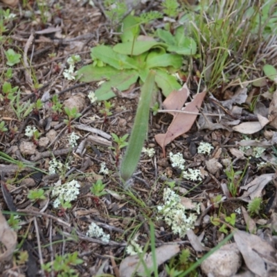 Caladenia actensis (Canberra Spider Orchid) at Majura, ACT - 7 Sep 2020 by petersan