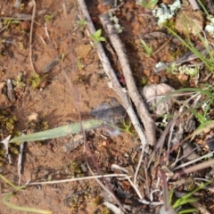 Caladenia actensis at suppressed - suppressed