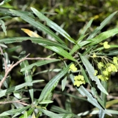 Dodonaea truncatiales (Angular Hop-Bush) at Barrengarry, NSW - 7 Sep 2020 by plants