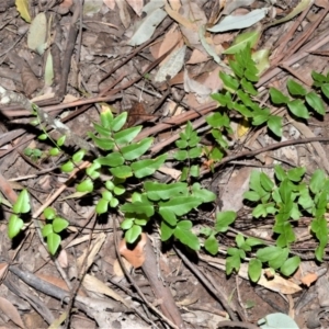 Pellaea viridis at Barrengarry, NSW - 7 Sep 2020
