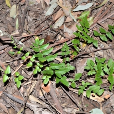 Pellaea viridis (Green Cliff Brake) at Barrengarry Nature Reserve - 7 Sep 2020 by plants