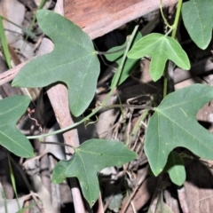 Passiflora herbertiana subsp. herbertiana (Native Passionfruit) at Barrengarry, NSW - 7 Sep 2020 by plants