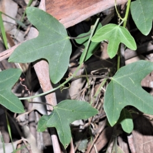 Passiflora herbertiana subsp. herbertiana at Barrengarry, NSW - 7 Sep 2020 11:16 PM