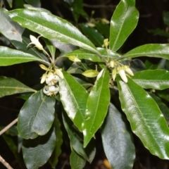 Pittosporum undulatum (Sweet Pittosporum) at Barrengarry Nature Reserve - 7 Sep 2020 by plants