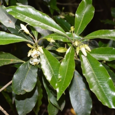 Pittosporum undulatum (Sweet Pittosporum) at Barrengarry Nature Reserve - 7 Sep 2020 by plants