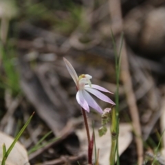 Caladenia fuscata (Dusky Fingers) at Mount Majura - 8 Sep 2020 by petersan