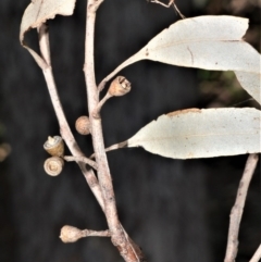 Eucalyptus quadrangulata (White-topped Box) at Barrengarry Nature Reserve - 7 Sep 2020 by plants
