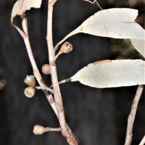 Eucalyptus quadrangulata at Barrengarry Nature Reserve - 7 Sep 2020 11:23 PM