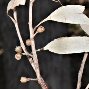 Eucalyptus quadrangulata at Barrengarry, NSW - 7 Sep 2020