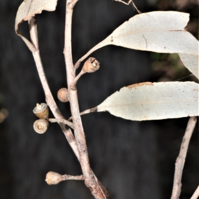 Eucalyptus quadrangulata (White-topped Box) at Barrengarry Nature Reserve - 7 Sep 2020 by plants