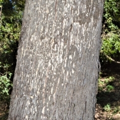 Eucalyptus quadrangulata at Barrengarry, NSW - 7 Sep 2020