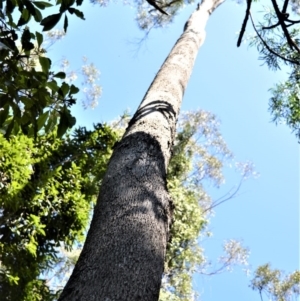 Eucalyptus quadrangulata at Barrengarry Nature Reserve - 7 Sep 2020