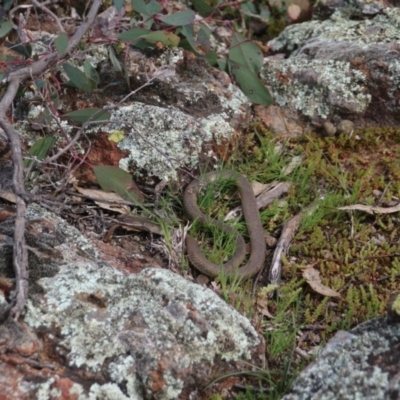 Pseudonaja textilis (Eastern Brown Snake) at Mount Majura - 8 Sep 2020 by petersan