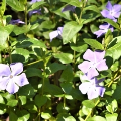 Vinca major (Blue Periwinkle) at Barrengarry, NSW - 7 Sep 2020 by plants