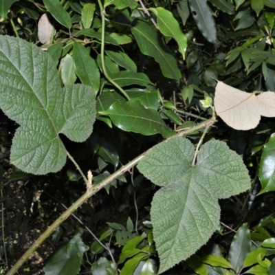 Rubus moluccanus (Molucca Bramble) at Barrengarry Nature Reserve - 7 Sep 2020 by plants