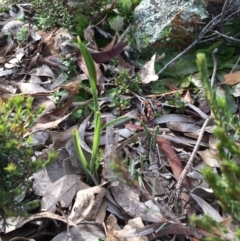 Diuris sp. (A Donkey Orchid) at Mount Majura - 7 Sep 2020 by petersan