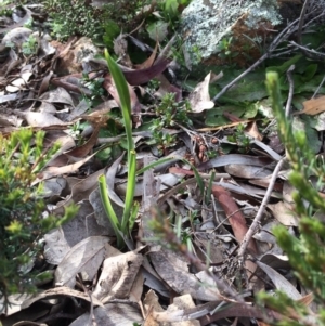 Diuris sp. at Watson, ACT - 8 Sep 2020