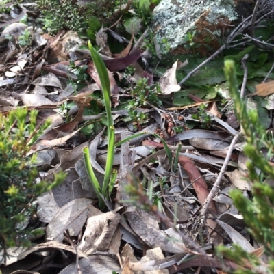 Diuris sp. (A Donkey Orchid) at Mount Majura - 7 Sep 2020 by petersan