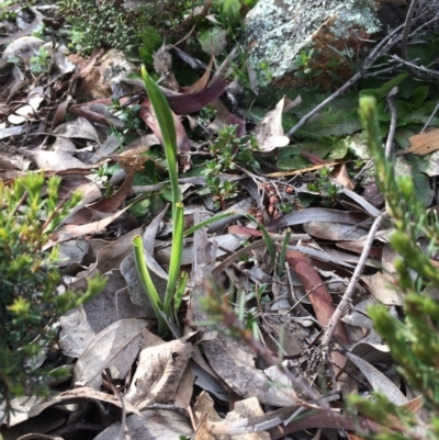 Diuris sp. (A Donkey Orchid) at Watson, ACT - 8 Sep 2020 by petersan