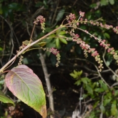 Deeringia amaranthoides at Barrengarry, NSW - 8 Sep 2020 by plants